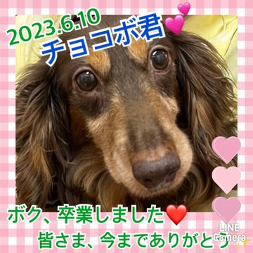 ★チョコボ★2023,4,3ー2023,6,10【保護犬カフェ天神橋店】